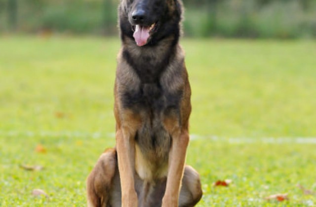 annonce-berger-malinois-50