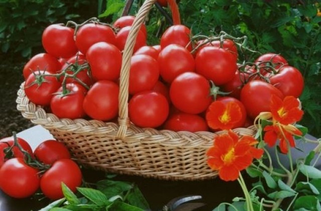 annonce-des-tomates-fraiches-quand-vous-les-voulez-192