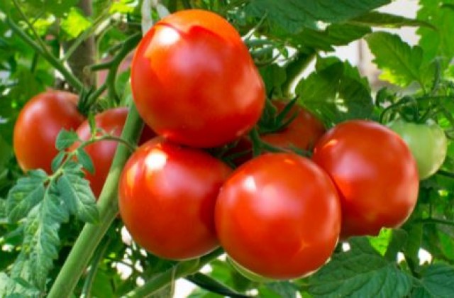 annonce-liquidation-d-un-stock-de-tomates-fraiches-202