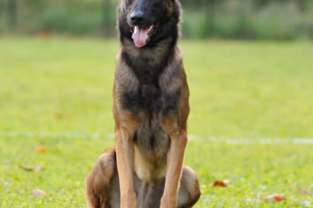 Photo de berger-malinois-50