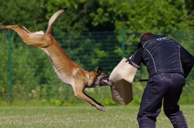 Photo de berger-malinois-50