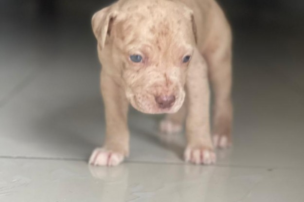 Photo de chiots-pitbull-en-vente-208